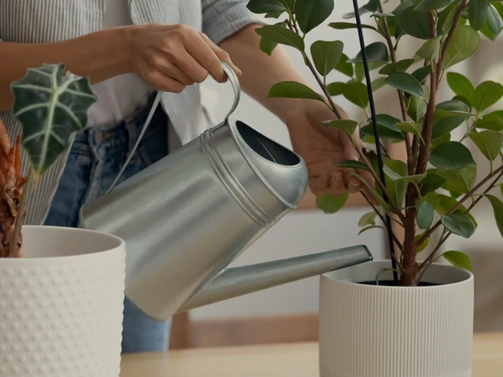 El debate: ¿Cuáles son las mejores plantas para decorar tu casa?