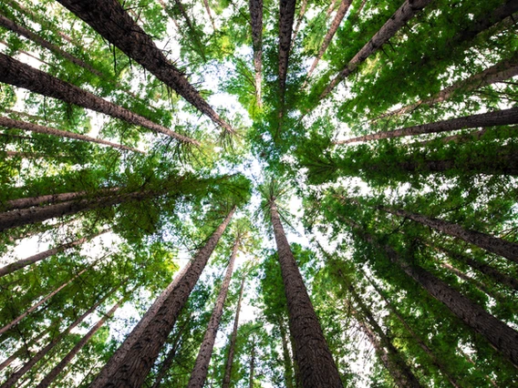 Así ayuda el reciclaje de medicamentos al medio ambiente
