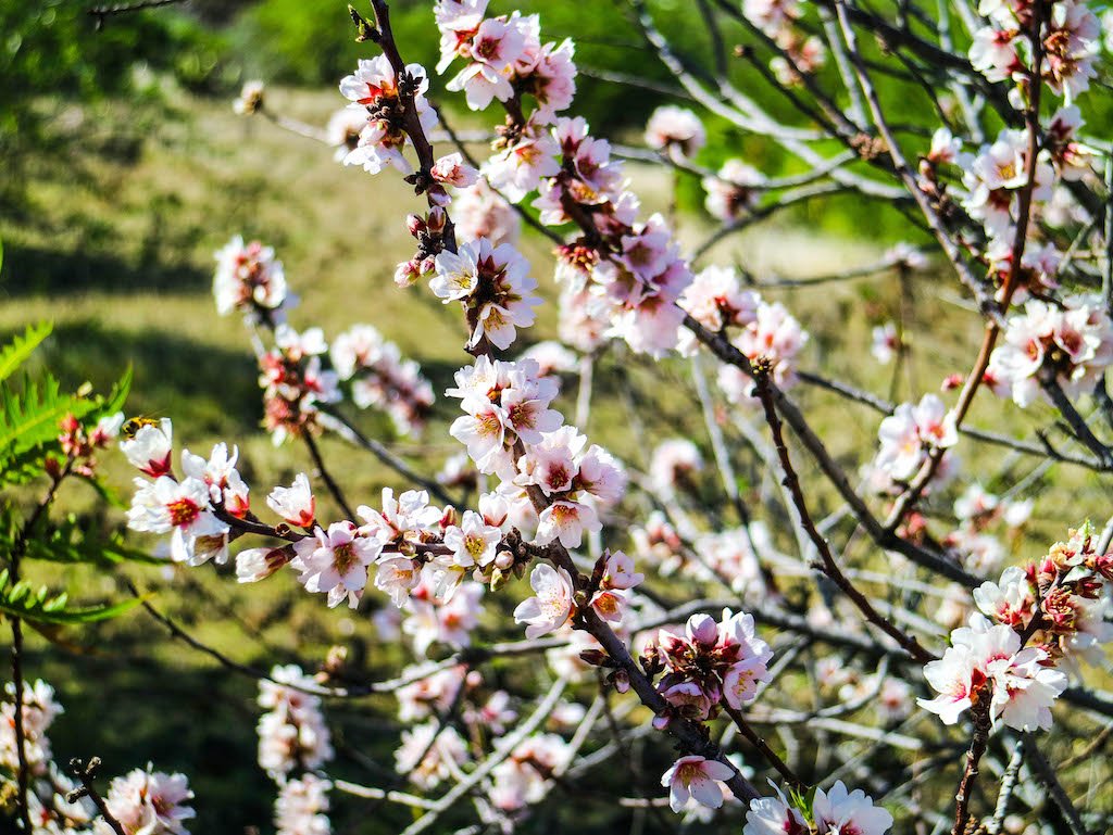 Los almendros en flor de Tenerife de la mano de José y Elena
