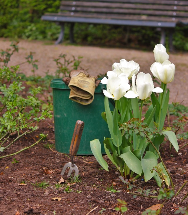Beneficios de la jardinería para nuestro bienestar