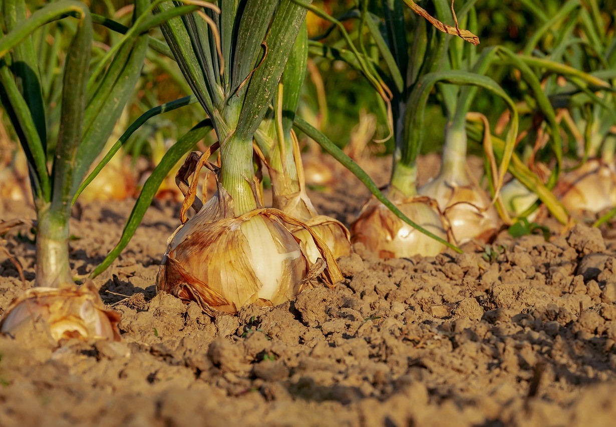 Mi Huerta